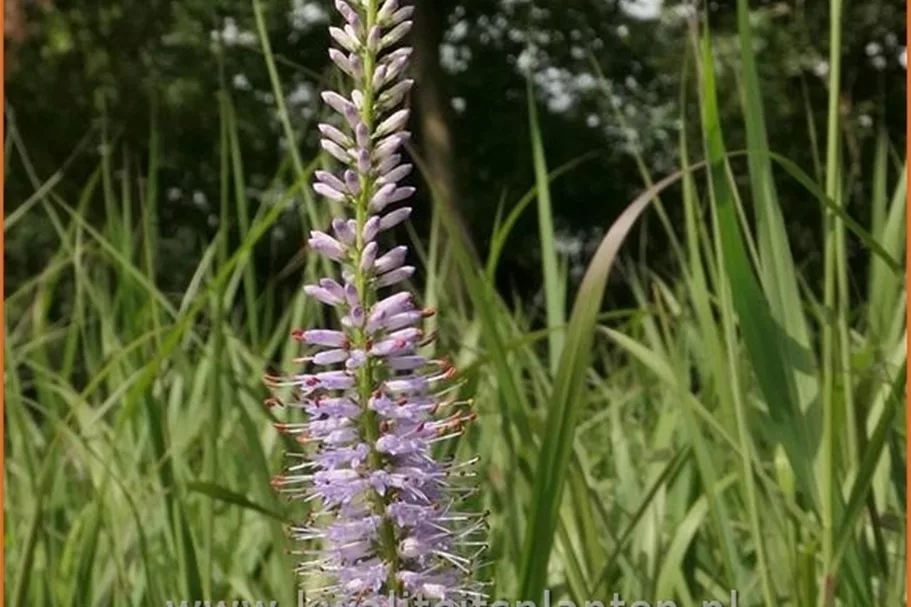 Veronicastrum virginicum 'Lavendelturm'