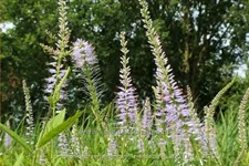 Veronicastrum virginicum 'Lavendelturm'