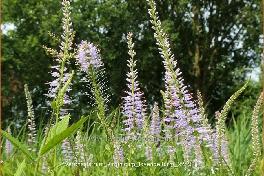 Veronicastrum virginicum 'Lavendelturm'