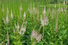 Veronicastrum virginicum 'Pink Glow'