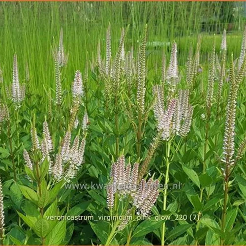 Veronicastrum virginicum 'Pink Glow'