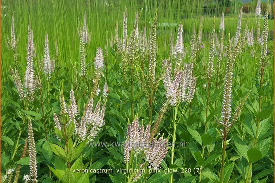 Veronicastrum virginicum 'Pink Glow'