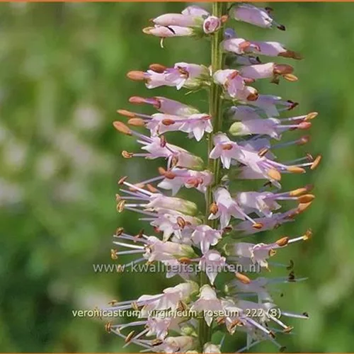 Veronicastrum virginicum 'Roseum'