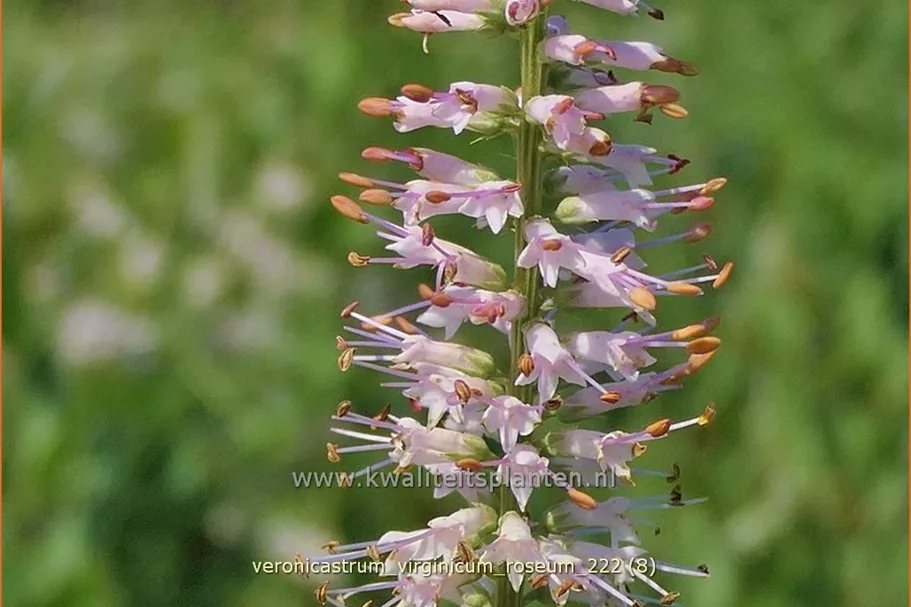 Veronicastrum virginicum 'Roseum'