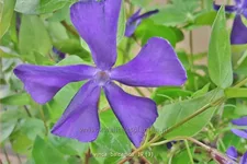 Vinca balcanica