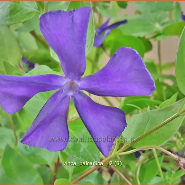 Vinca balcanica