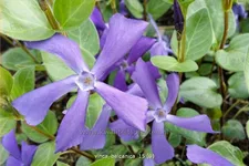 Vinca balcanica
