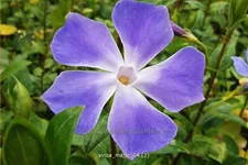 Vinca major