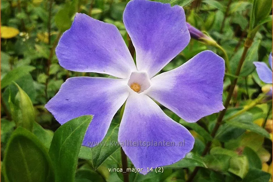 Vinca major