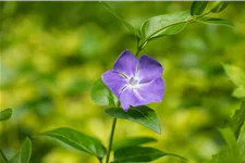 Vinca major