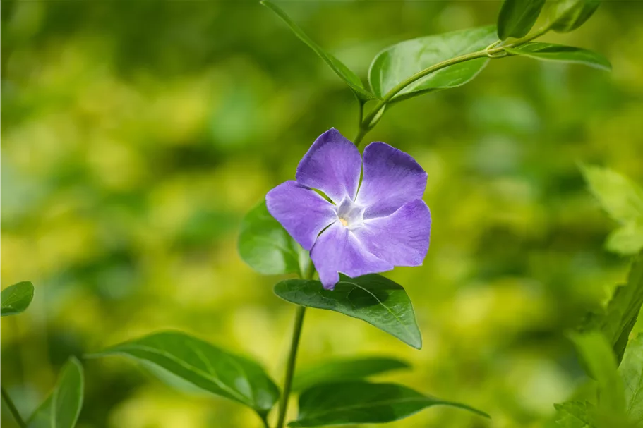 Vinca major