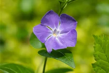 Vinca major