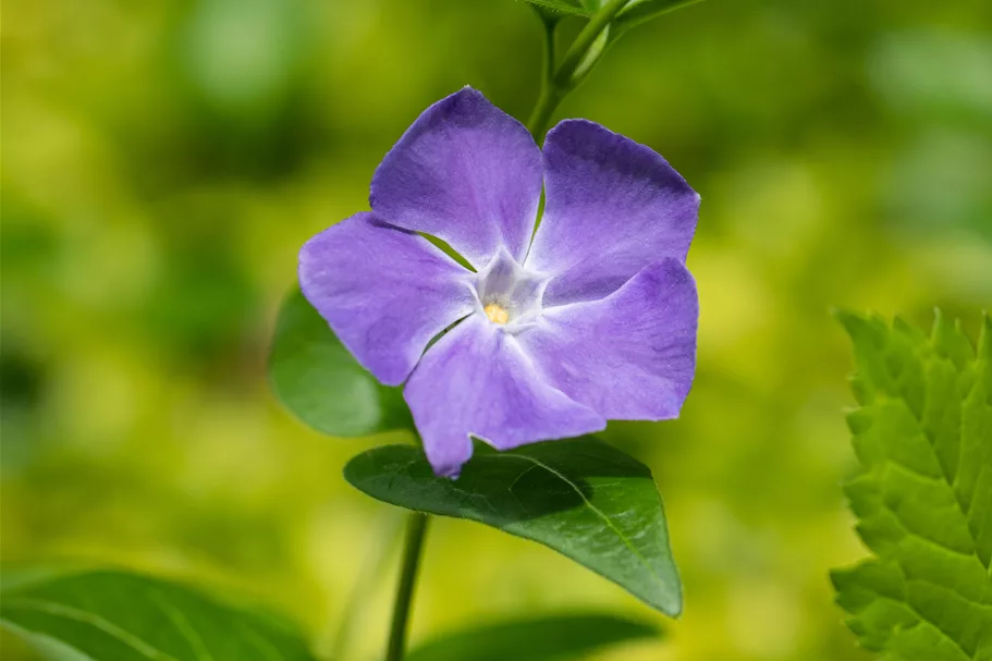 Vinca major