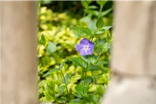 Vinca major