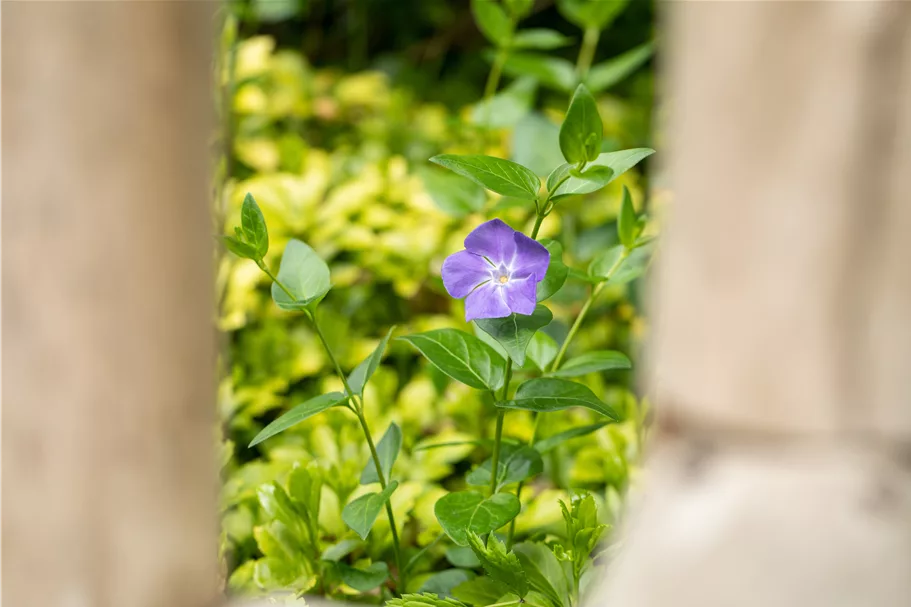 Vinca major