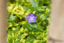 Vinca major