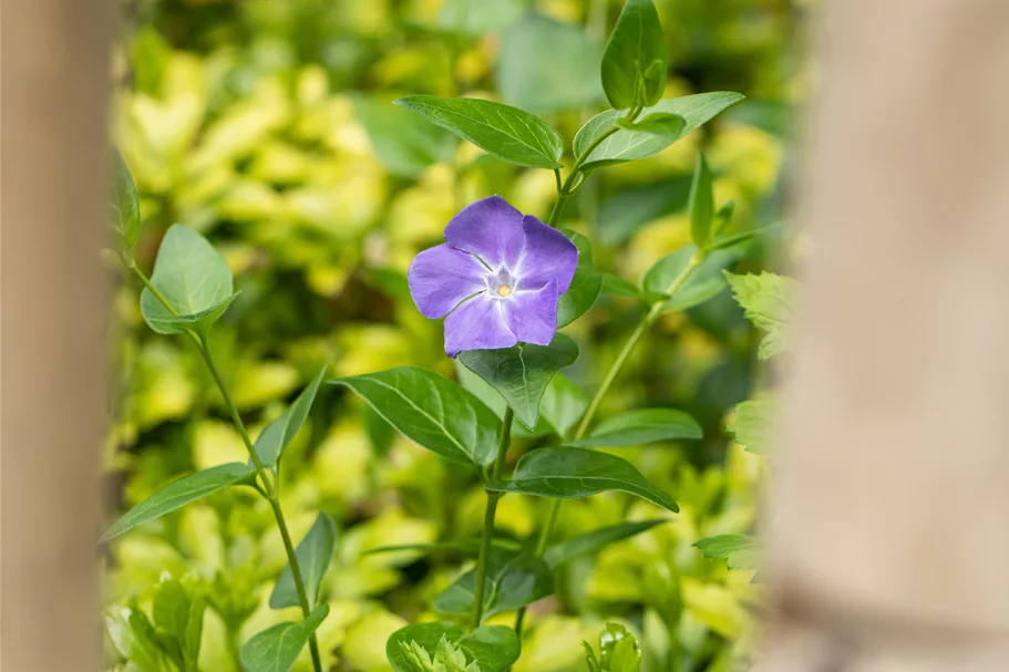Vinca major