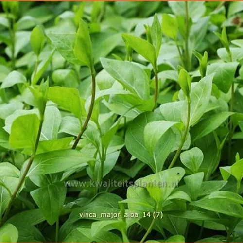 Vinca major 'Alba'