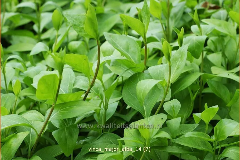 Vinca major 'Alba'