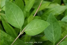 Vinca major 'Alba'