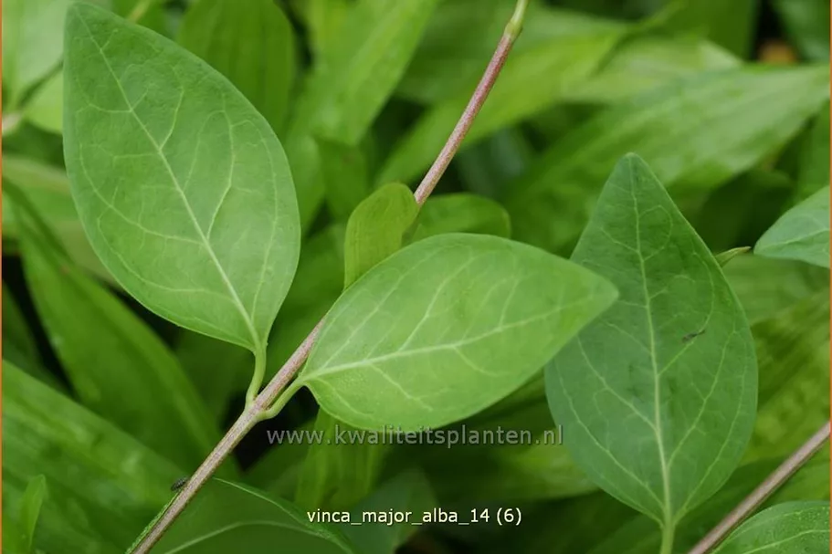 Vinca major 'Alba'