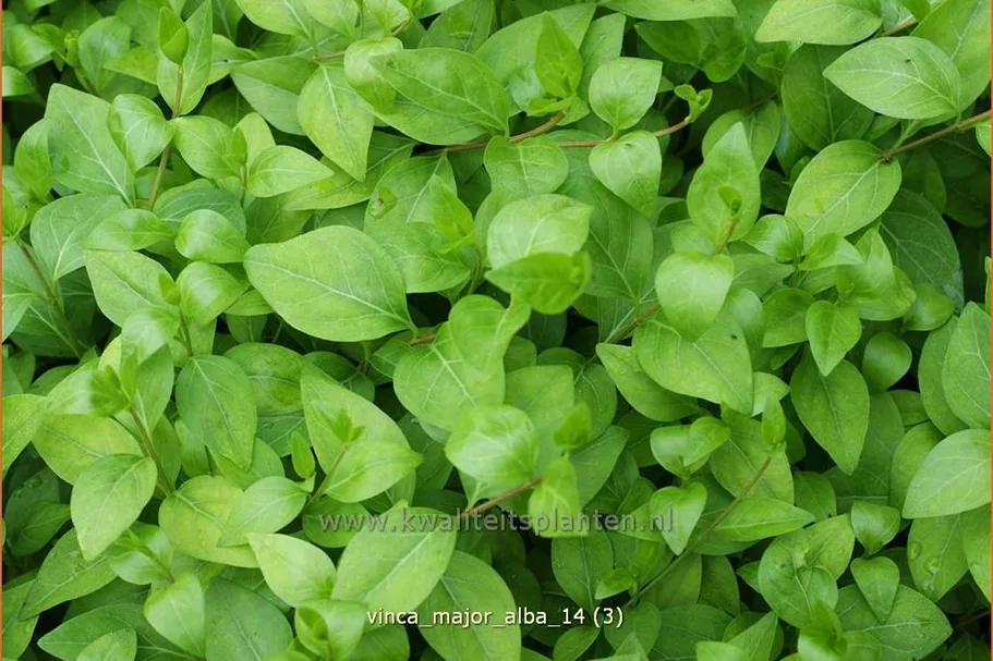 Vinca major 'Alba'