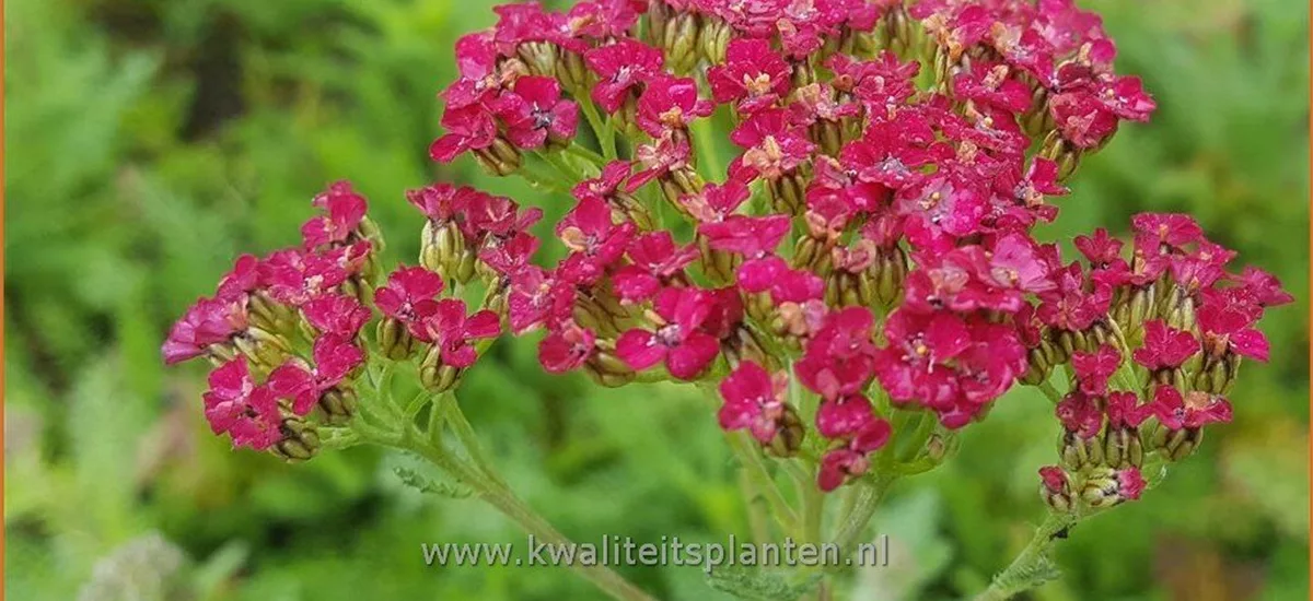 Achillea millefolium 'New Vintage Red'