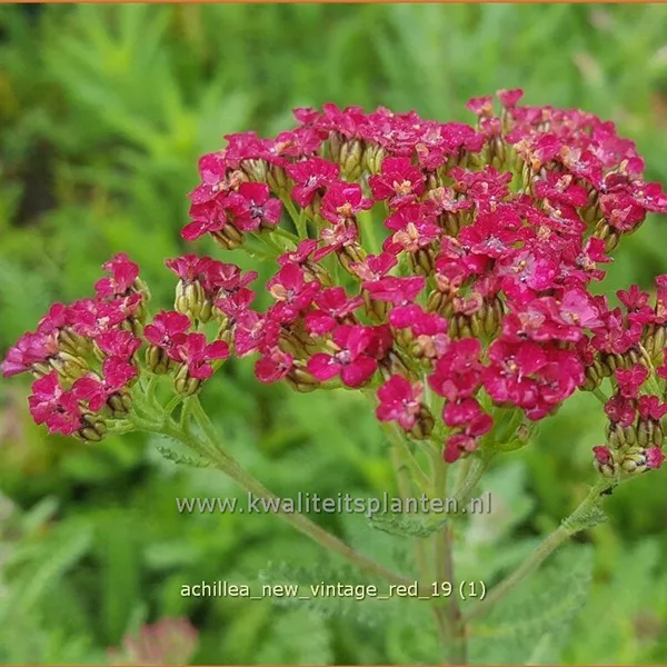 Achillea millefolium 'New Vintage Red'