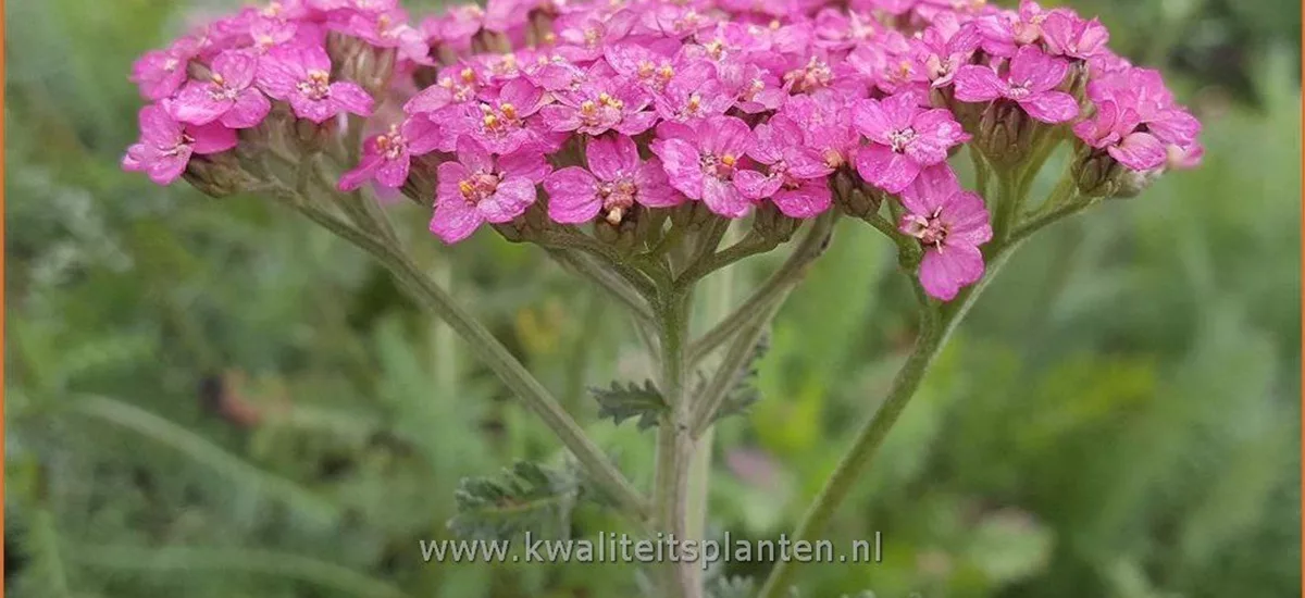 Achillea millefolium 'New Vintage Rose'