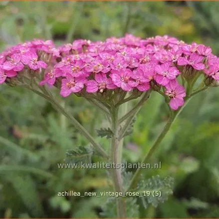 Achillea millefolium 'New Vintage Rose'