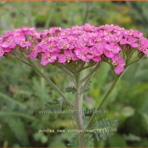 Achillea millefolium 'New Vintage Rose'