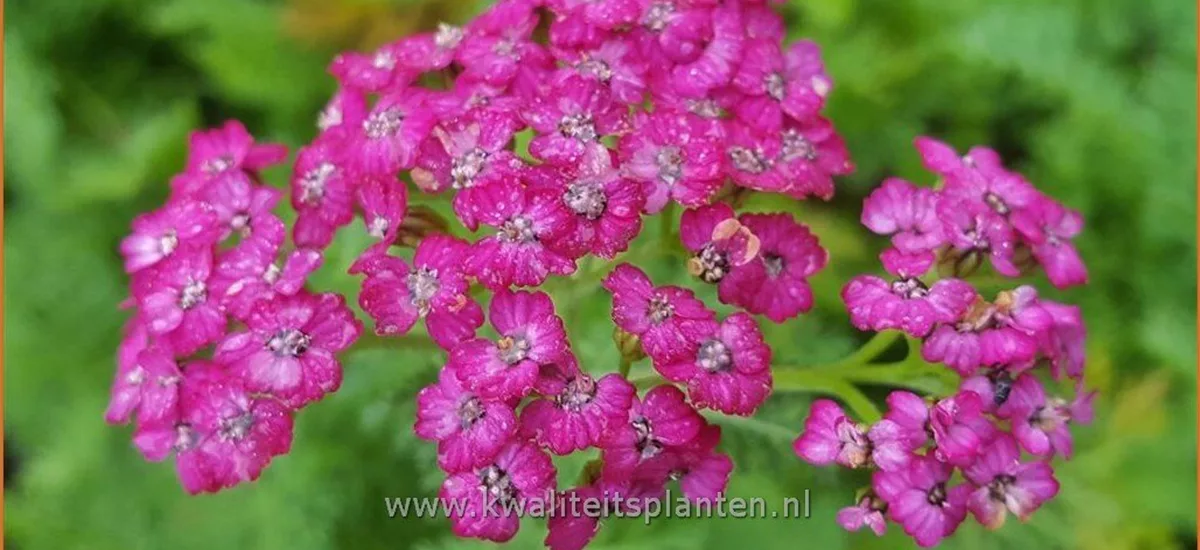 Achillea millefolium 'New Vintage Violet'