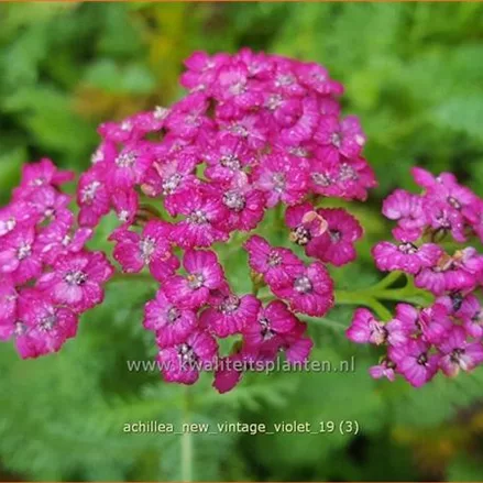 Achillea millefolium 'New Vintage Violet'