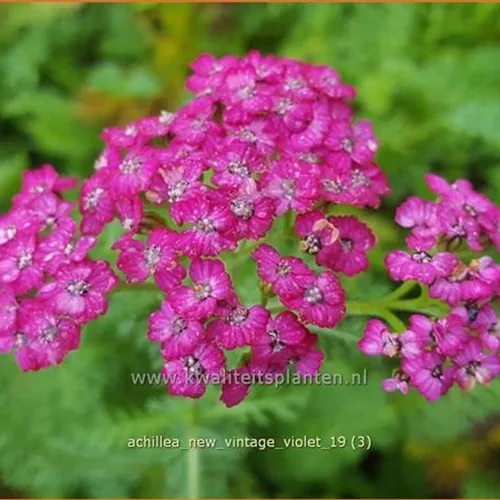 Achillea millefolium 'New Vintage Violet'