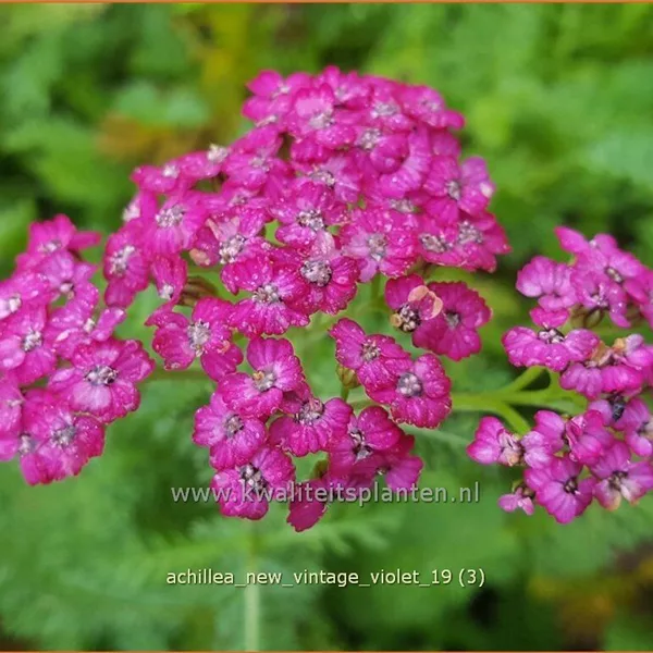 Achillea millefolium 'New Vintage Violet'