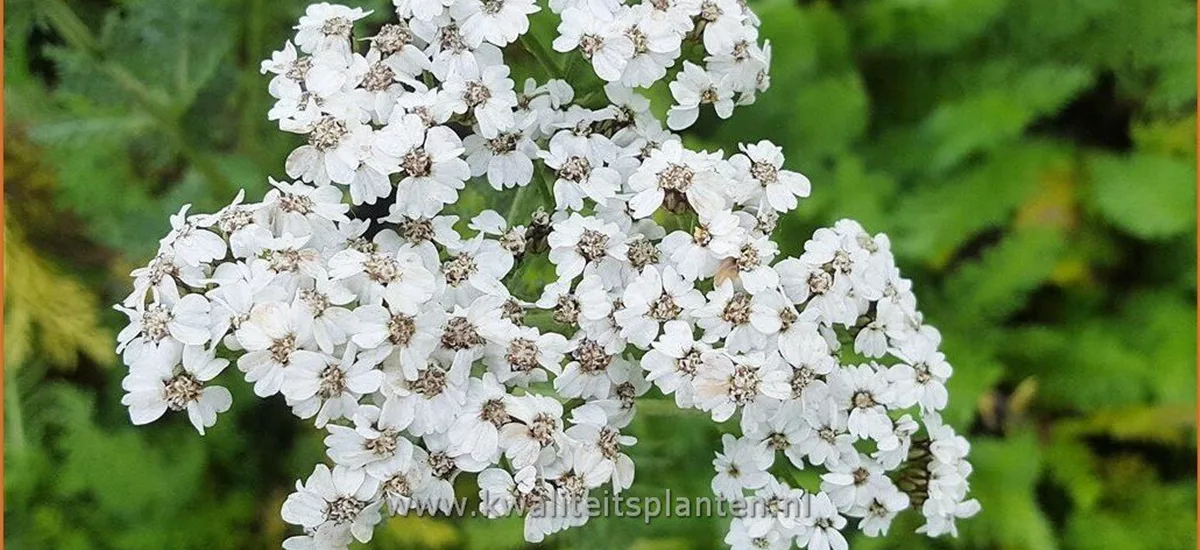 Achillea millefolium 'New Vintage White'