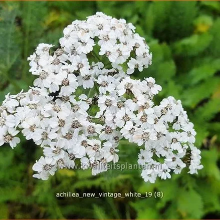 Achillea millefolium 'New Vintage White'