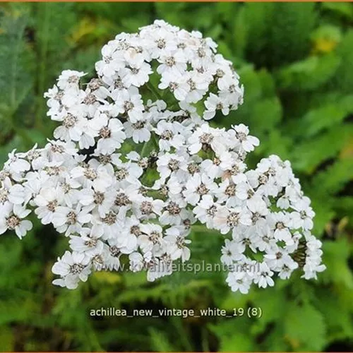 Achillea millefolium 'New Vintage White'