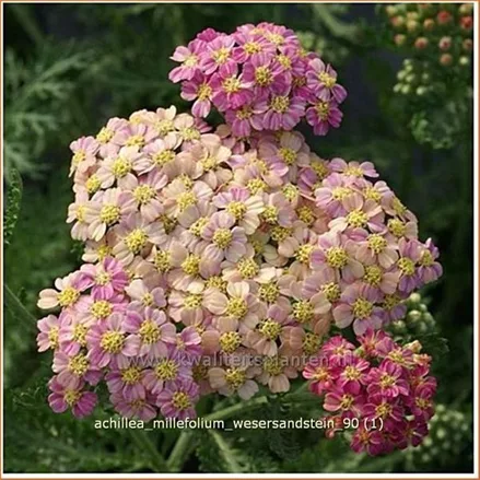 Achillea millefolium 'Wesersandstein'