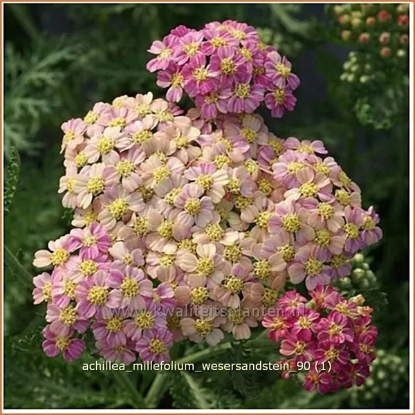 Achillea millefolium 'Wesersandstein'