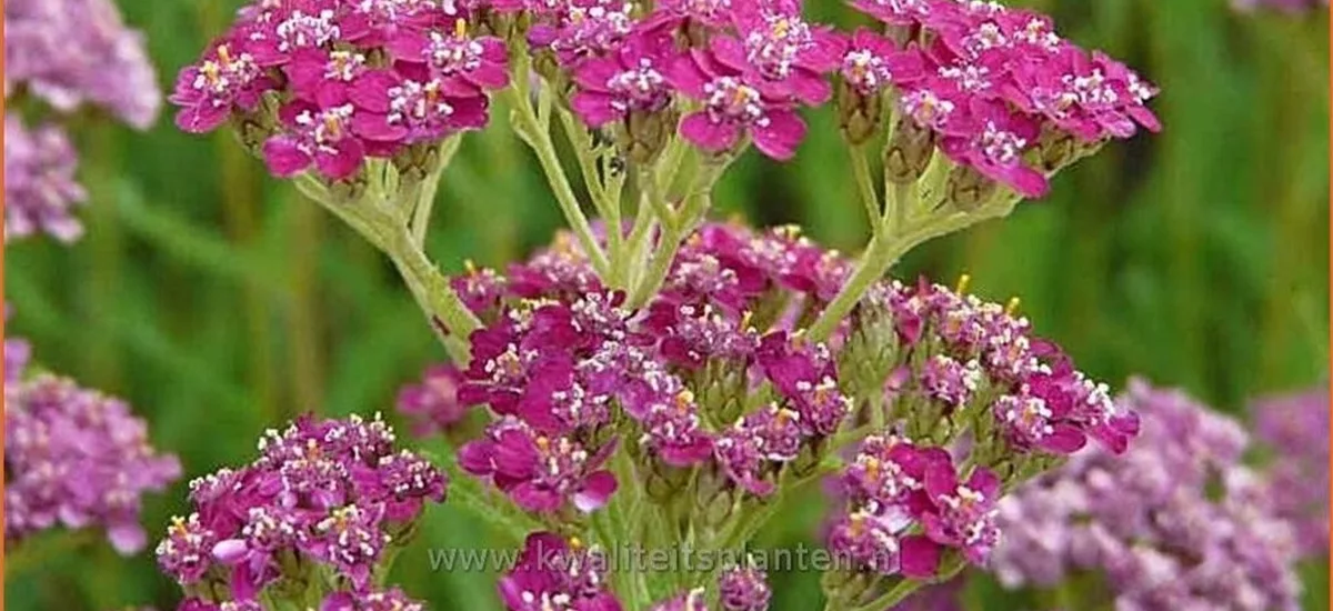 Achillea millefolium 'Velour' Staude im 9x9 cm Vierecktopf