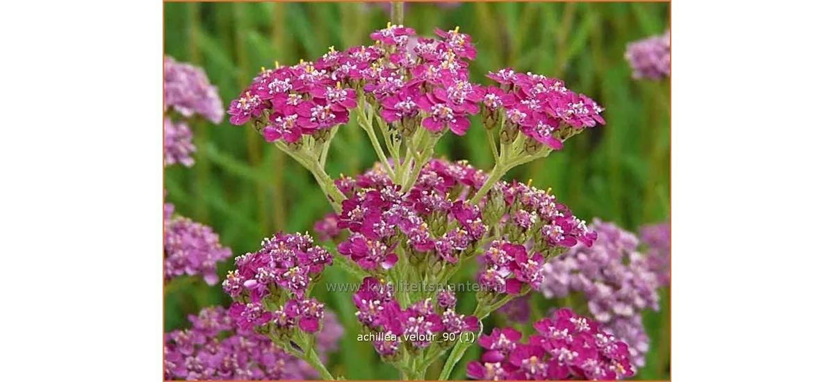 Achillea millefolium 'Velour'