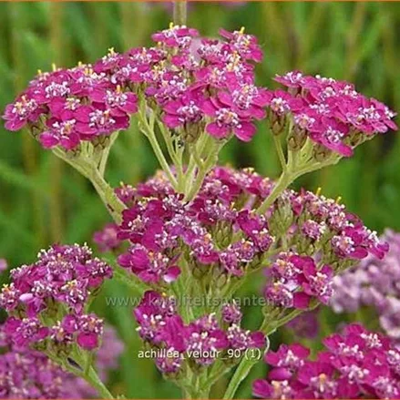 Achillea millefolium 'Velour'