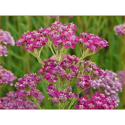 Achillea millefolium 'Velour'