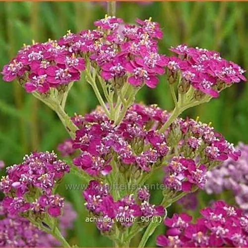 Achillea millefolium 'Velour'