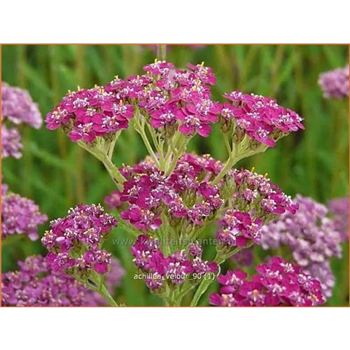Achillea millefolium 'Velour'