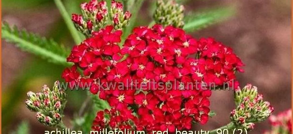 Achillea millefolium 'Red Beauty' Staude im 9x9 cm Vierecktopf