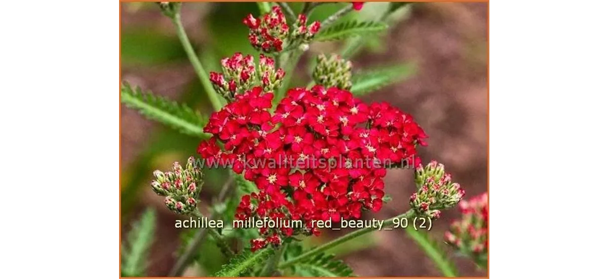 Achillea millefolium 'Red Beauty'