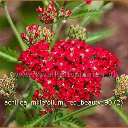 Achillea millefolium 'Red Beauty'