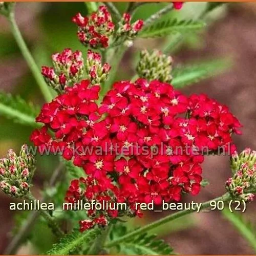 Achillea millefolium 'Red Beauty'